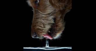 dog drinking water