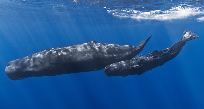 sperm whales