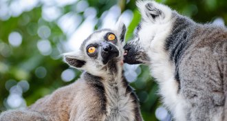 lemurs grooming