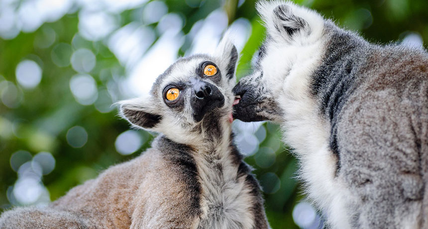 lemurs grooming