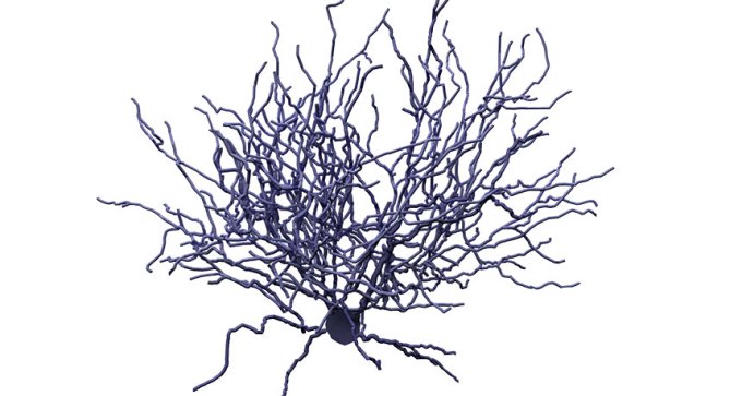 illustration of a shrub cell