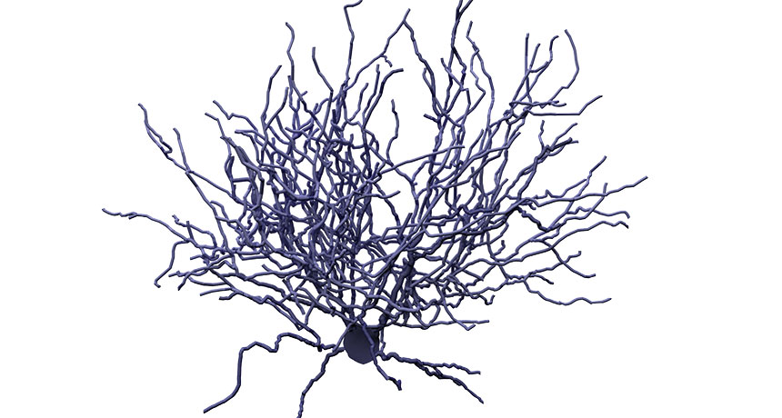 illustration of a shrub cell