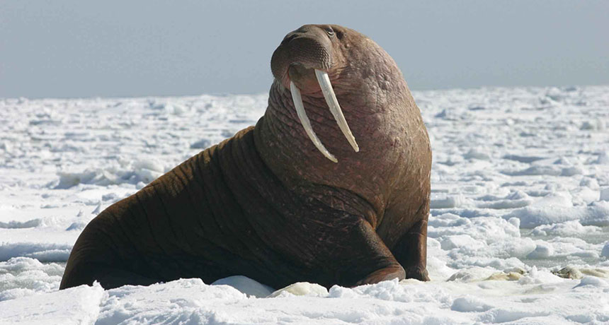 walrus