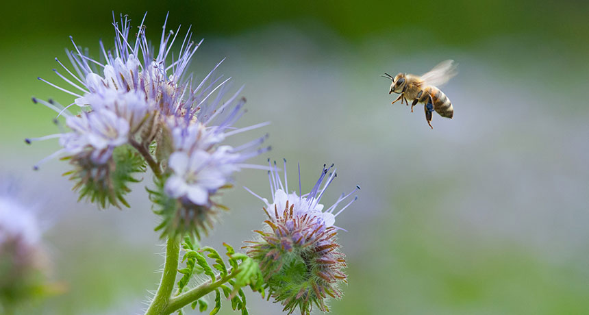 Phacelia flowers