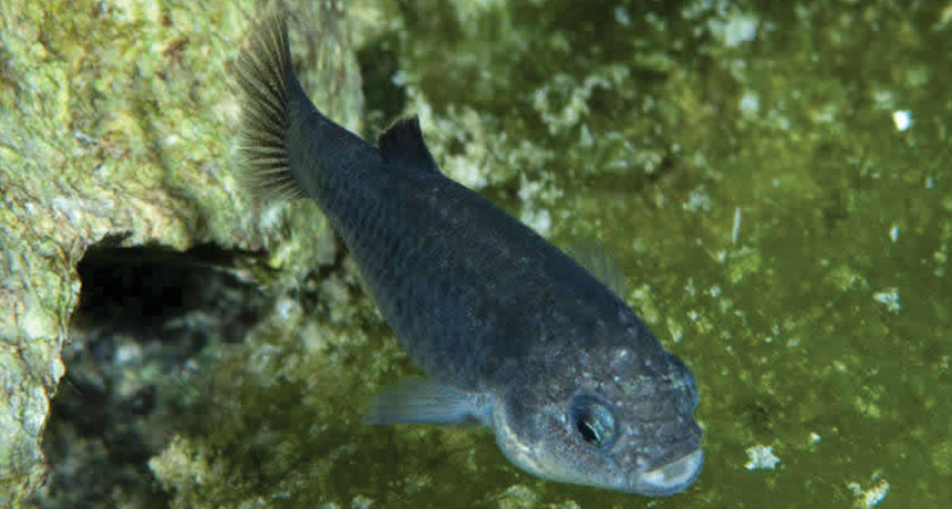Devils Hole pupfish