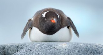 penguin
