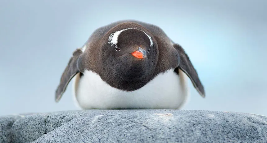 penguin