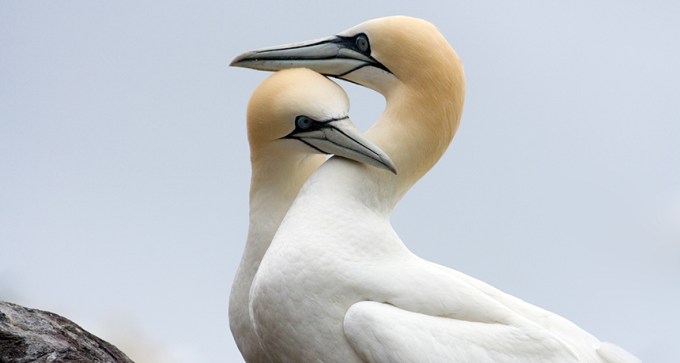 northern gannets