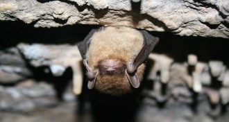 little brown bat