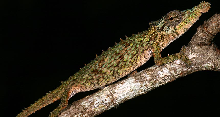 Rhampholeon spinosus