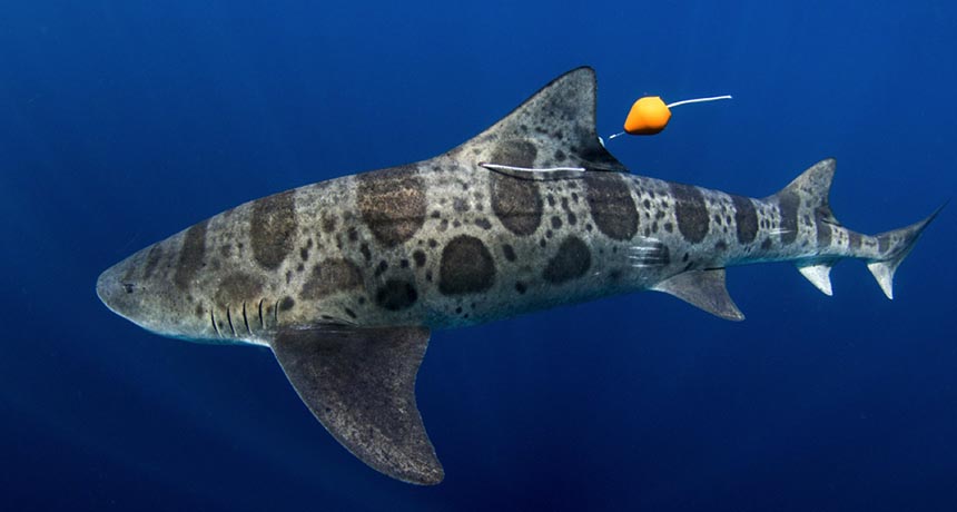 leopard shark