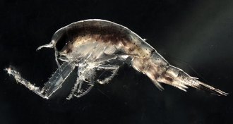 amphipod Themisto libellula