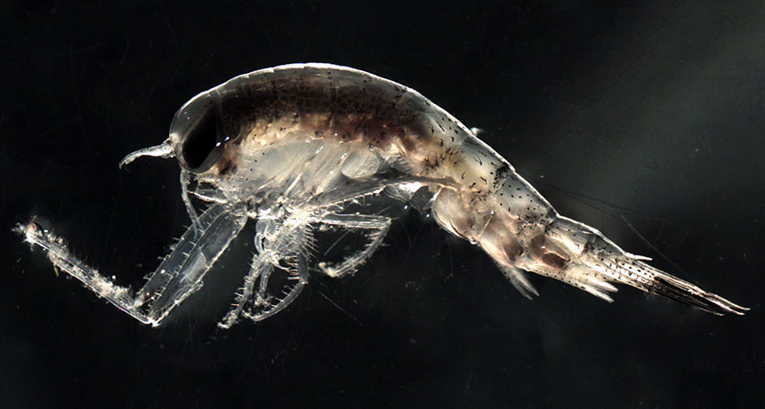amphipod Themisto libellula