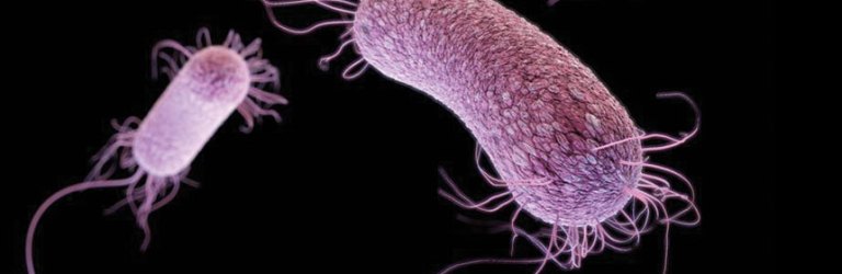 Pseudomonas aeruginosa