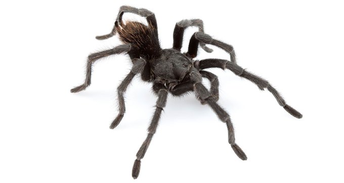 Aphonopelma johnnycashi