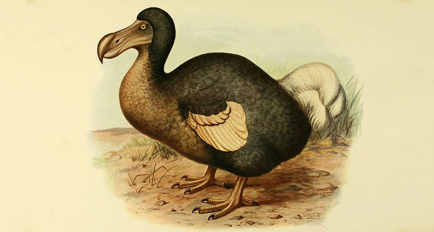 an illustration of a dodo