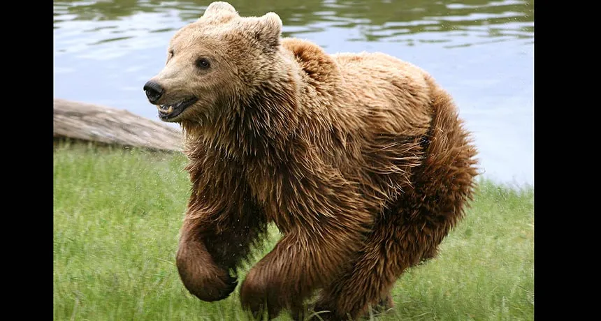 brown bear