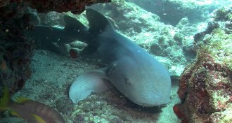 nurse shark