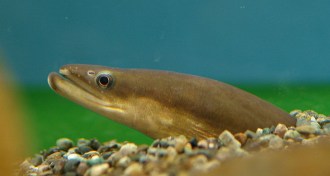Japanese eel