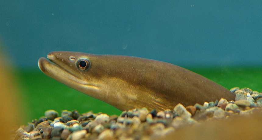 Japanese eel