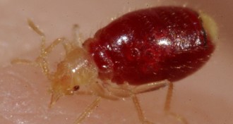 bed bug feeding