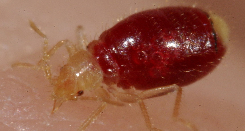 bed bug feeding
