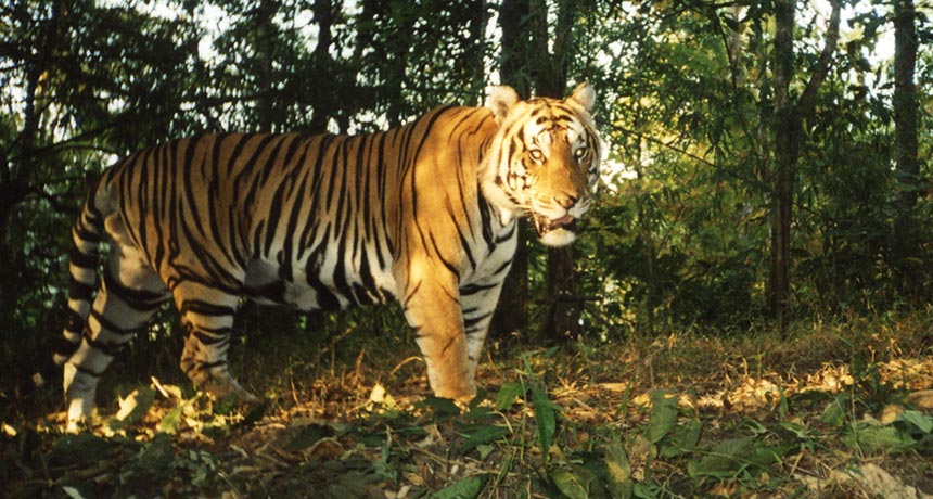 tiger in Thailand’s Huai Kha Khaeng Wildlife Sanctuary