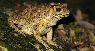 Asian toad (Duttaphrynus melanostictus)