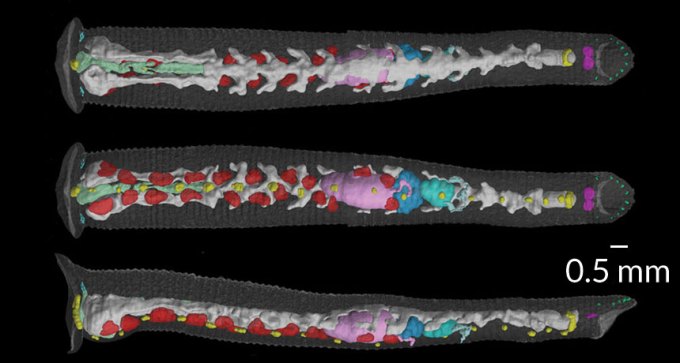 CT scans of leech