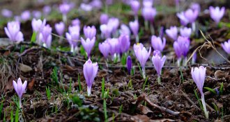 crocuses