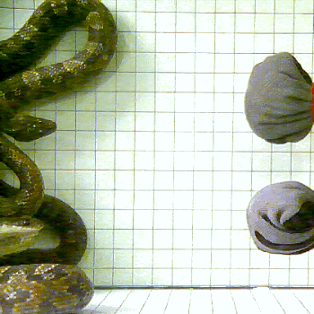 movie of rat snake strike