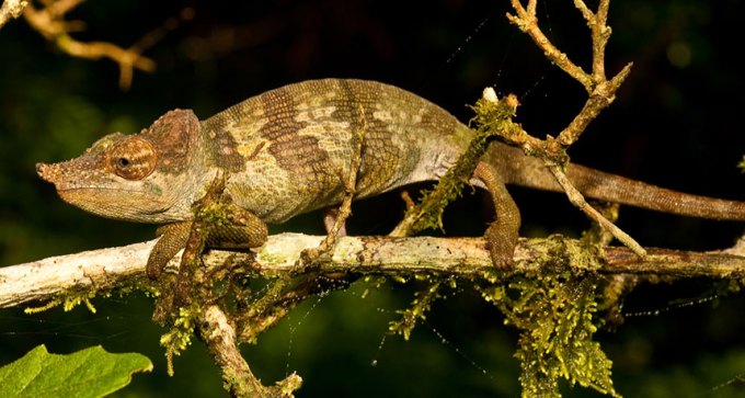 Kinyongia msuyae chameleon