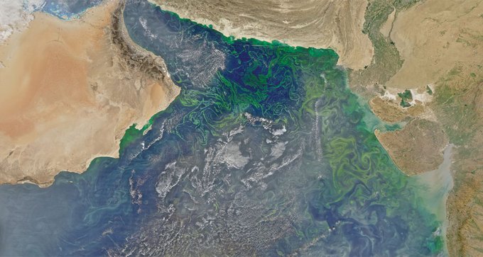satellite image of plankton in Arabian Sea