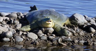 Euphrates soft-shell turtle
