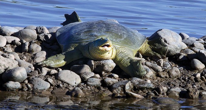 Euphrates soft-shell turtle