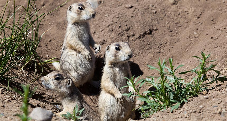 prairie dogs