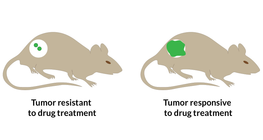 mouse tumor diagram