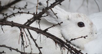 snowshoe hare