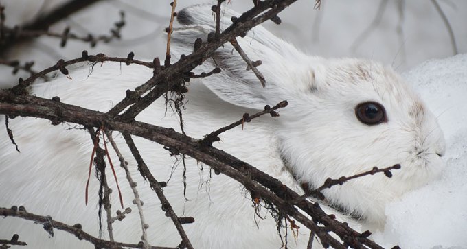 snowshoe hare