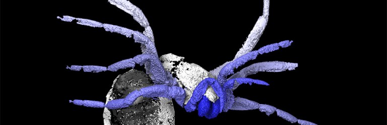 3-D reconstruction of ancient arachnid