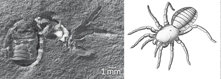 image of arachnid fossil and illustration of what arachnid looked like