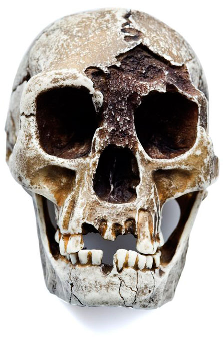 hobbit skull