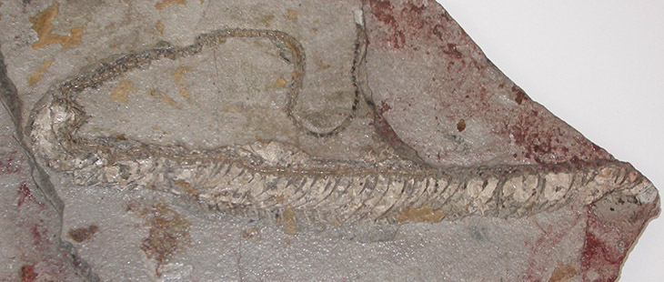 fossilized snake