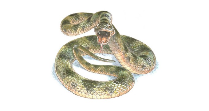 illustration of ancient snake