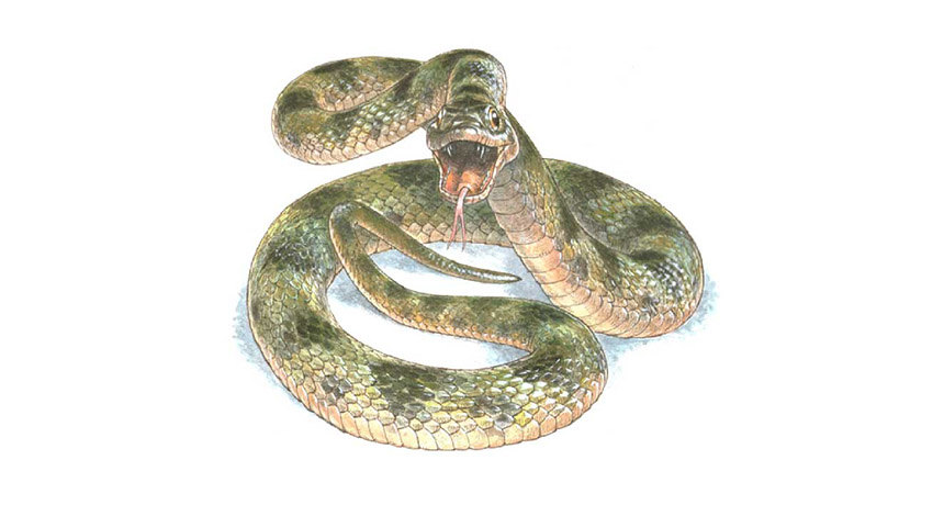 illustration of ancient snake