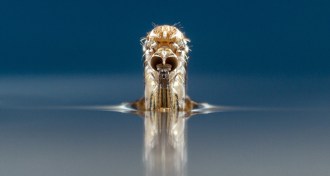 aedes aegypti mosquito