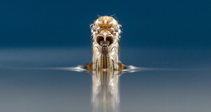 aedes aegypti mosquito