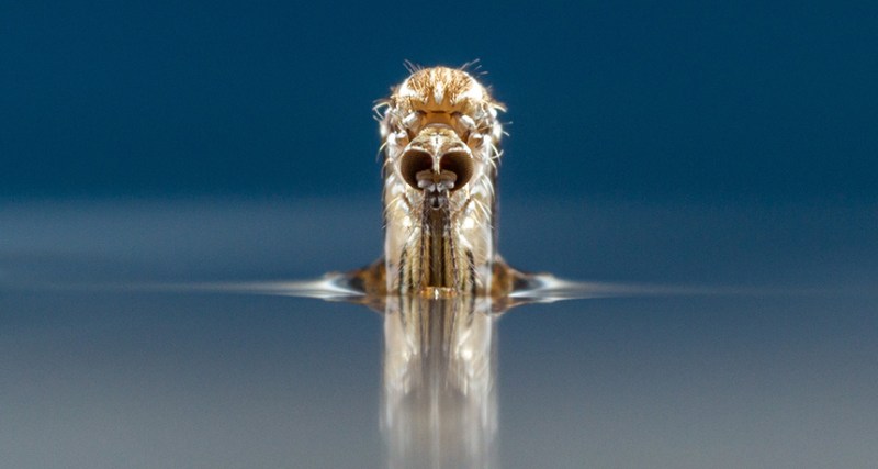 aedes aegypti mosquito