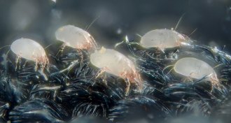 house dust mites, magnified