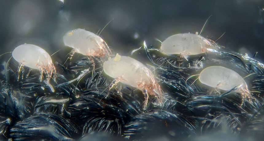 house dust mites, magnified